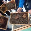 Včelaření v optimalizovaném plodišti (Leden 2018)